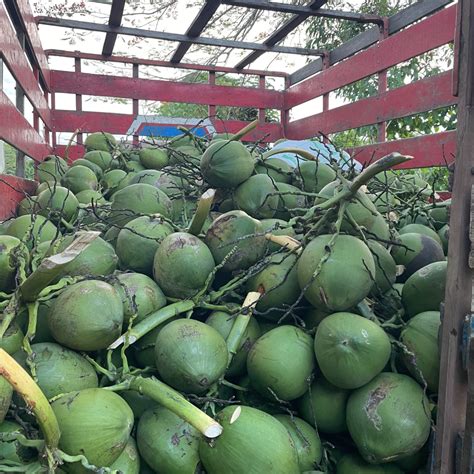 how much are coconuts wholesale